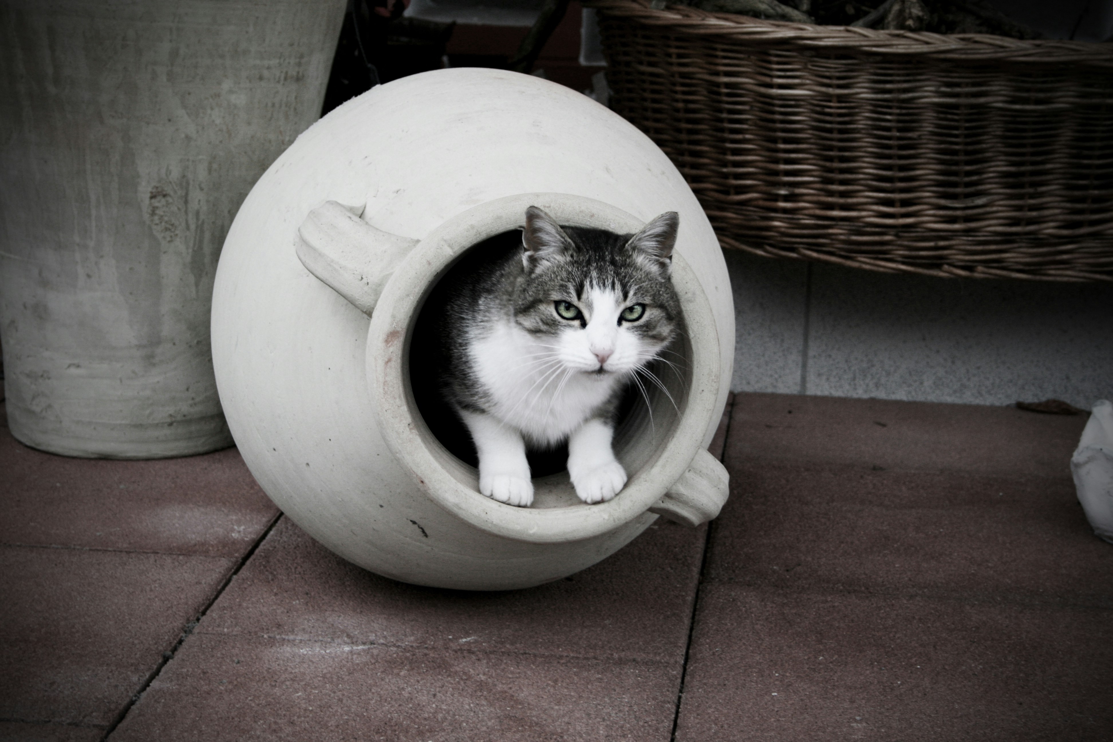 Kedilerde Litter Box Sorunları: Çözüm Rehberi